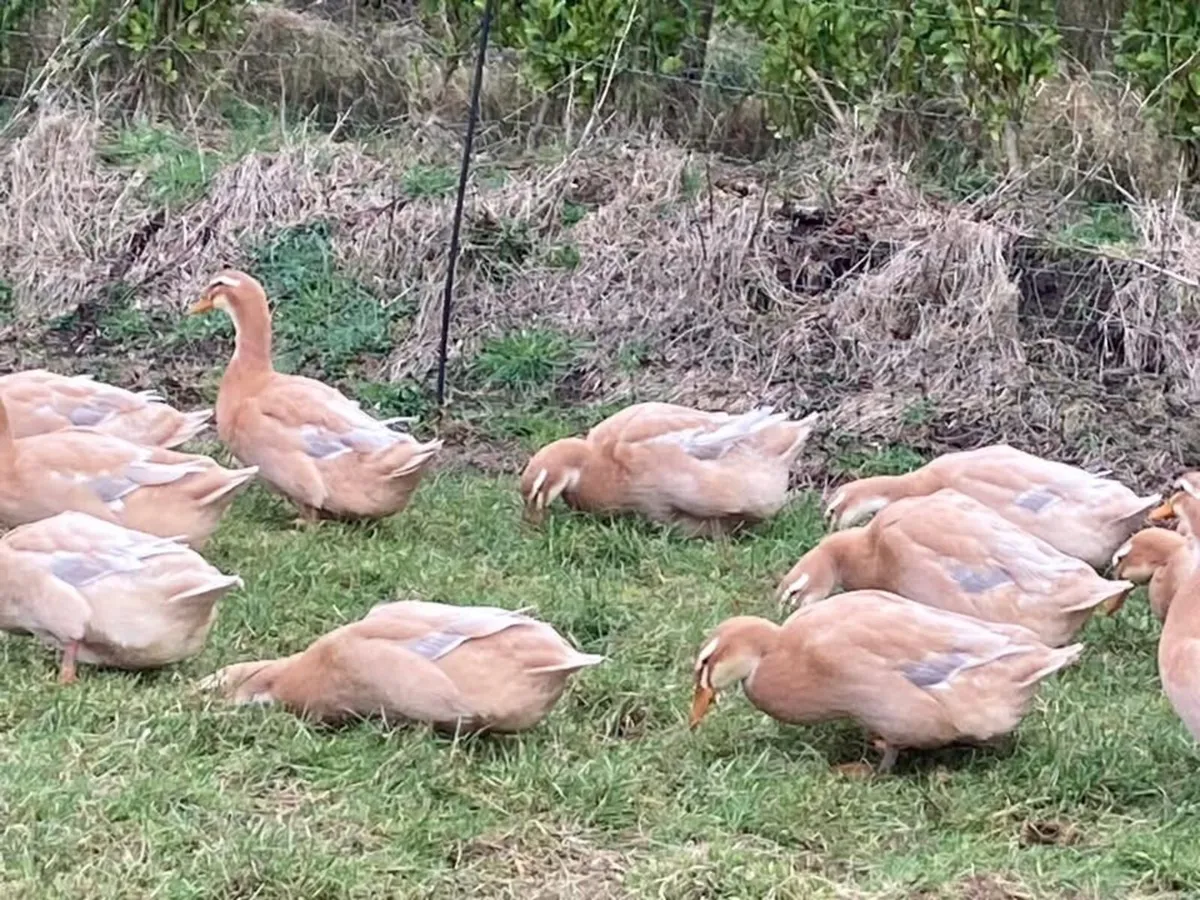 Saxony & Cayuga HATCHING EGGS - Image 1