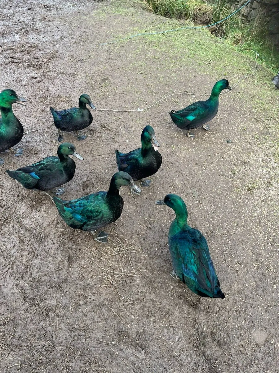 Saxony & Cayuga HATCHING EGGS - Image 2