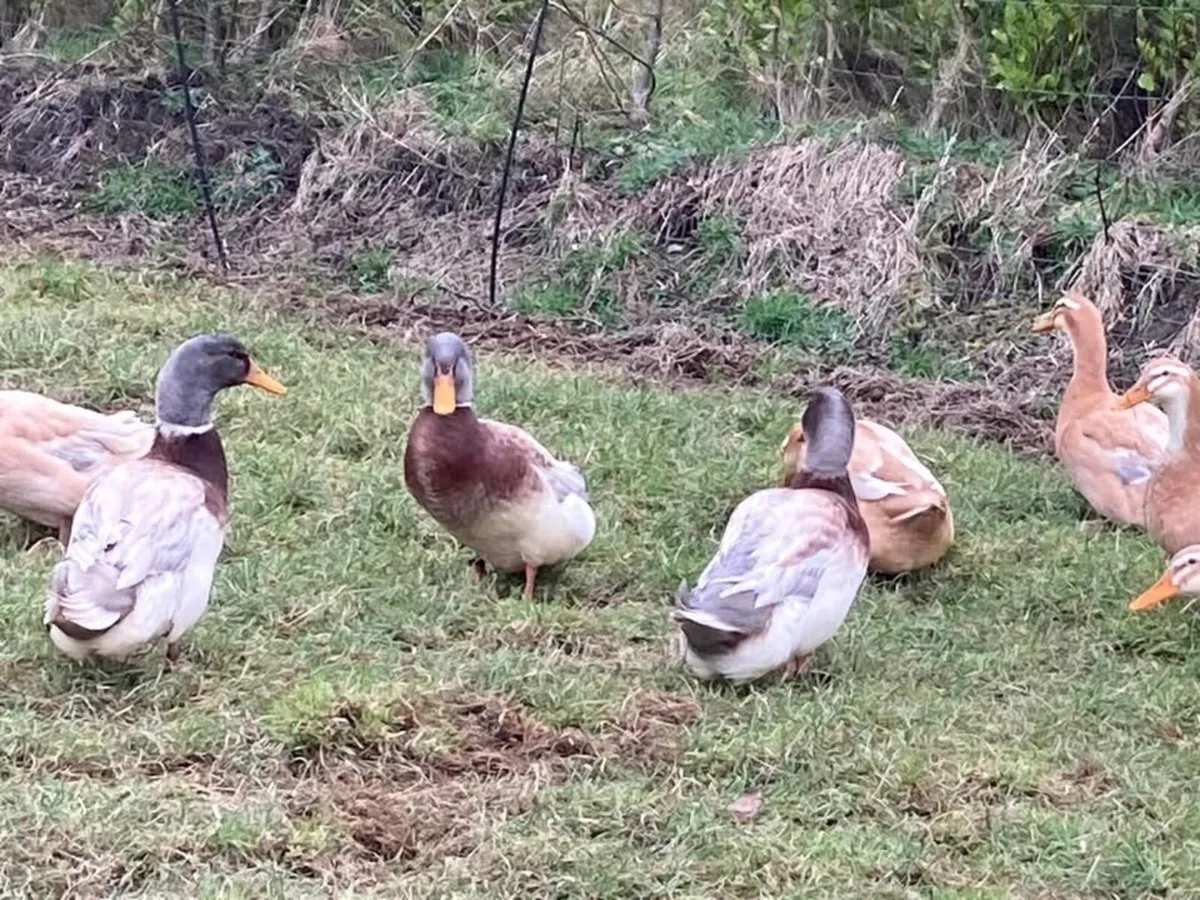 Saxony & Cayuga HATCHING EGGS - Image 3