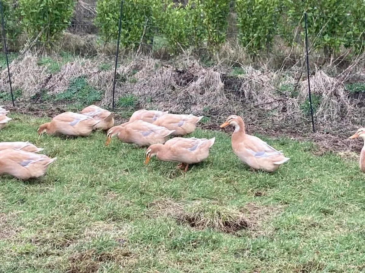 Saxony & Cayuga HATCHING EGGS - Image 4