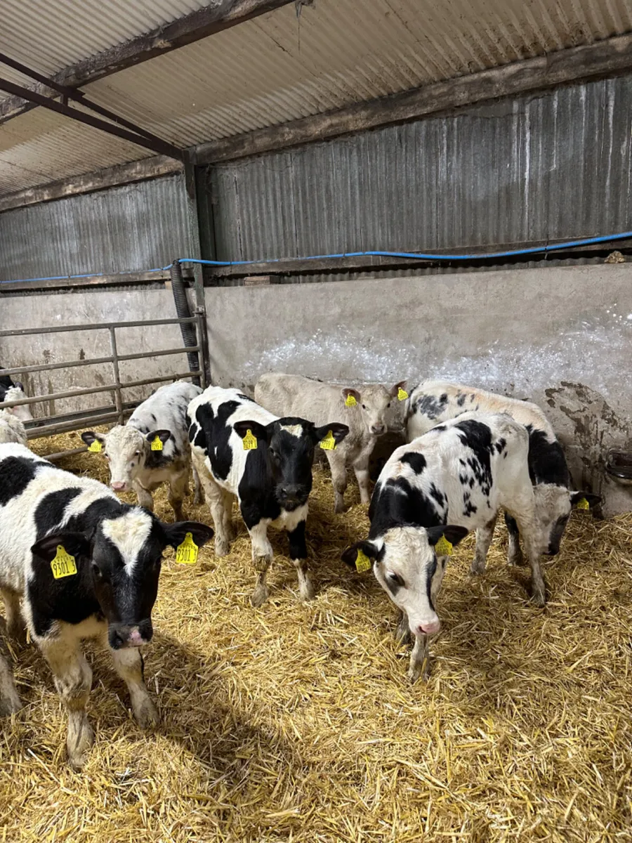 Blue and Charolais bulls - Image 1