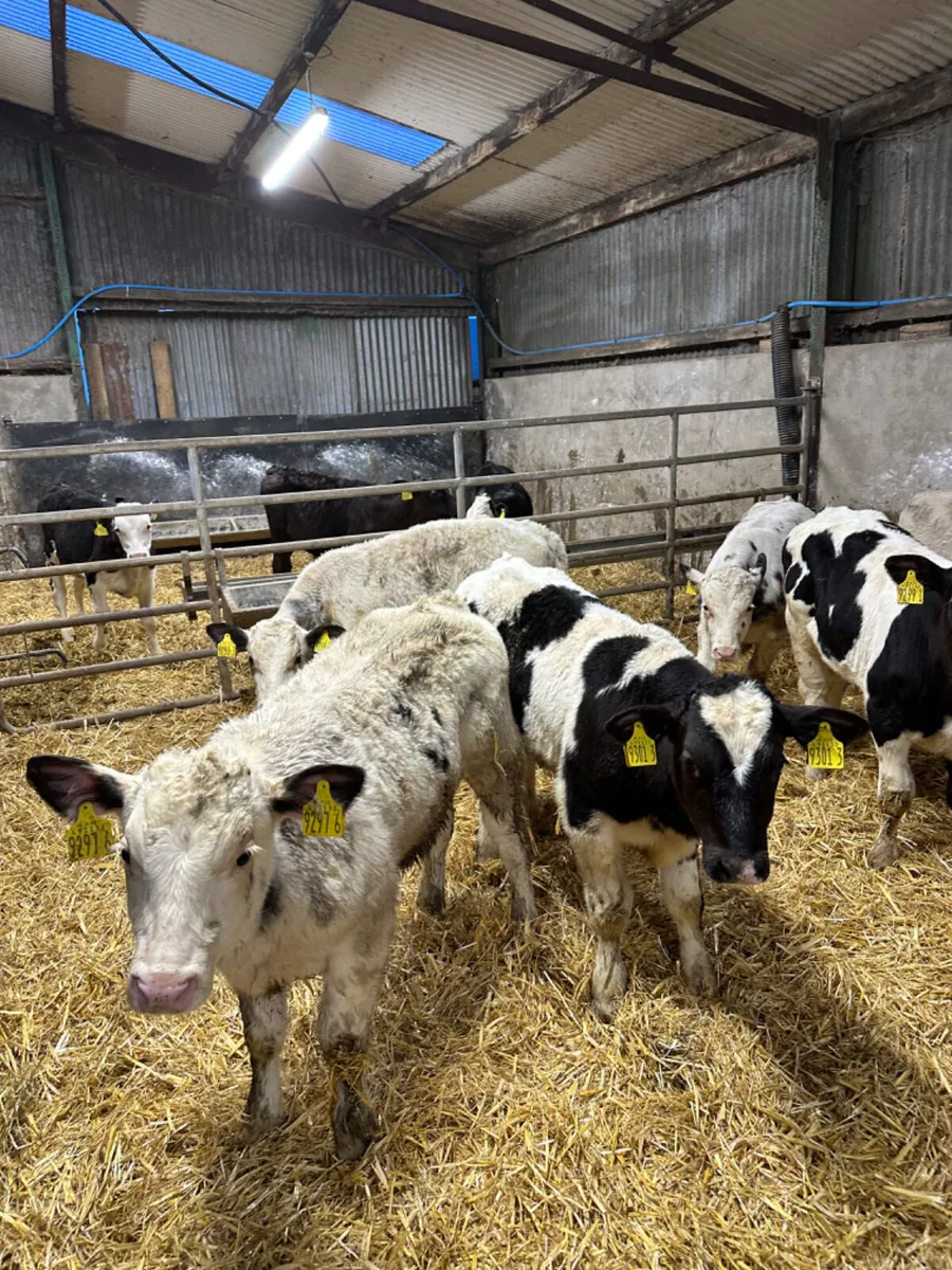 Blue and Charolais bulls - Image 3