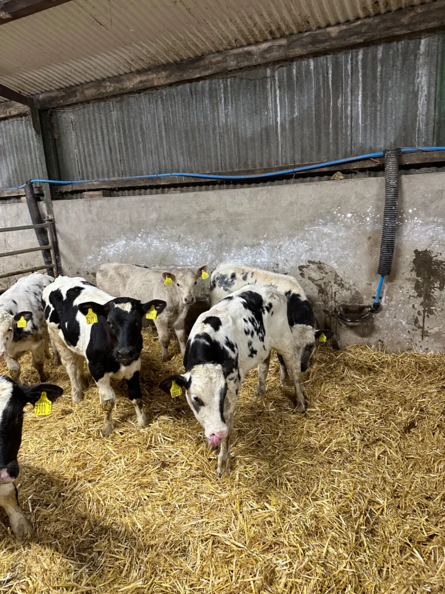 Blue and Charolais bulls - Image 4
