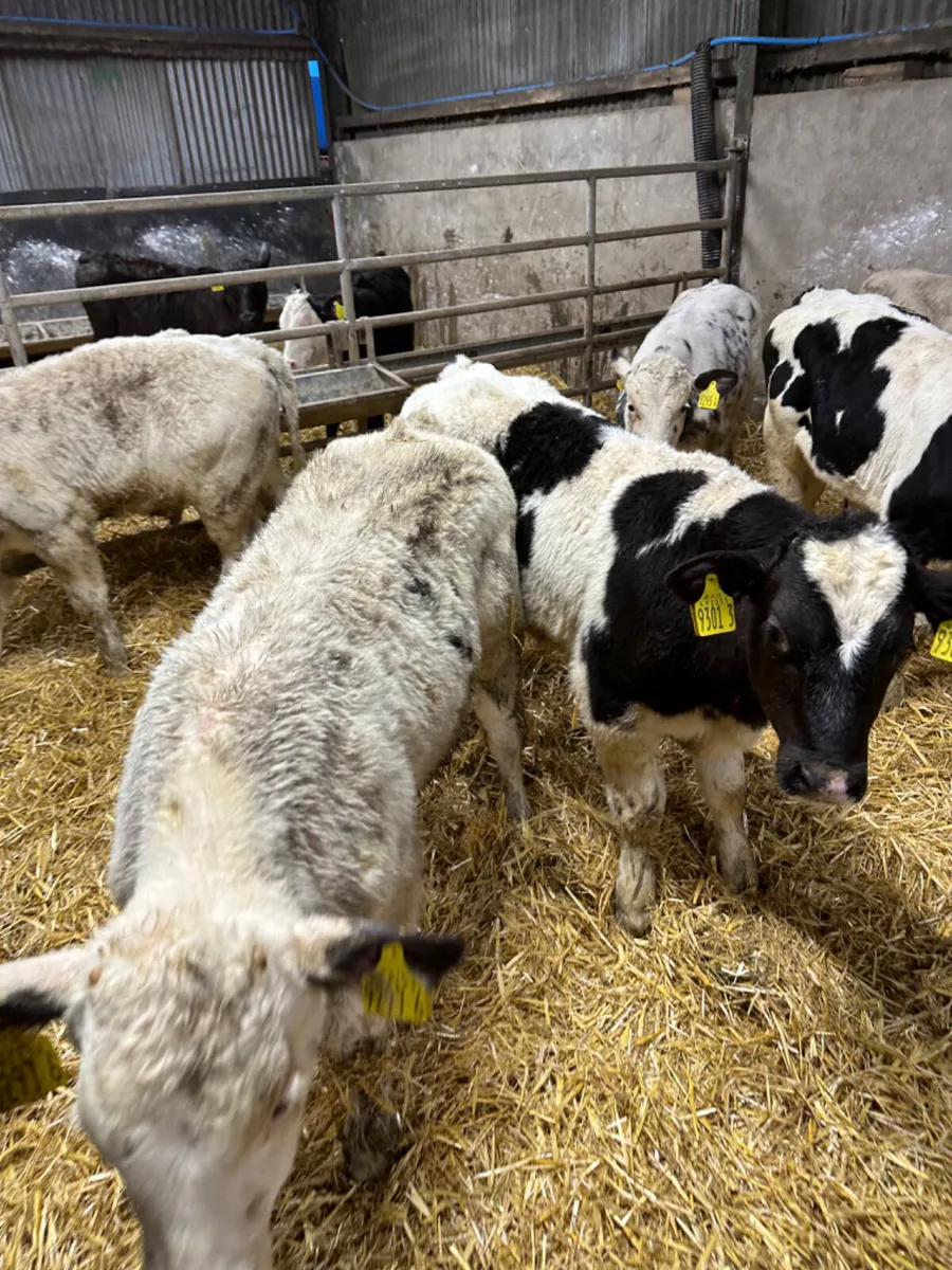 Blue and Charolais bulls - Image 2