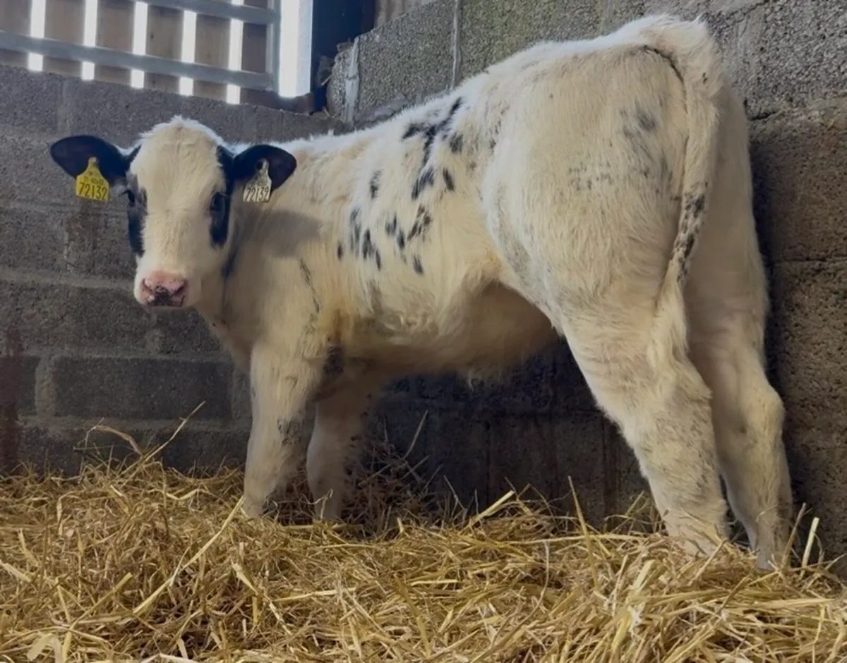 4 smashing reared heifer calves - Image 1