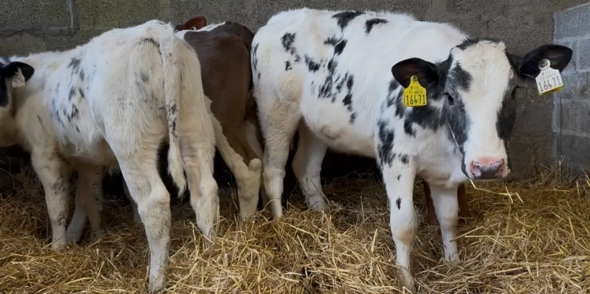 4 smashing reared heifer calves - Image 2