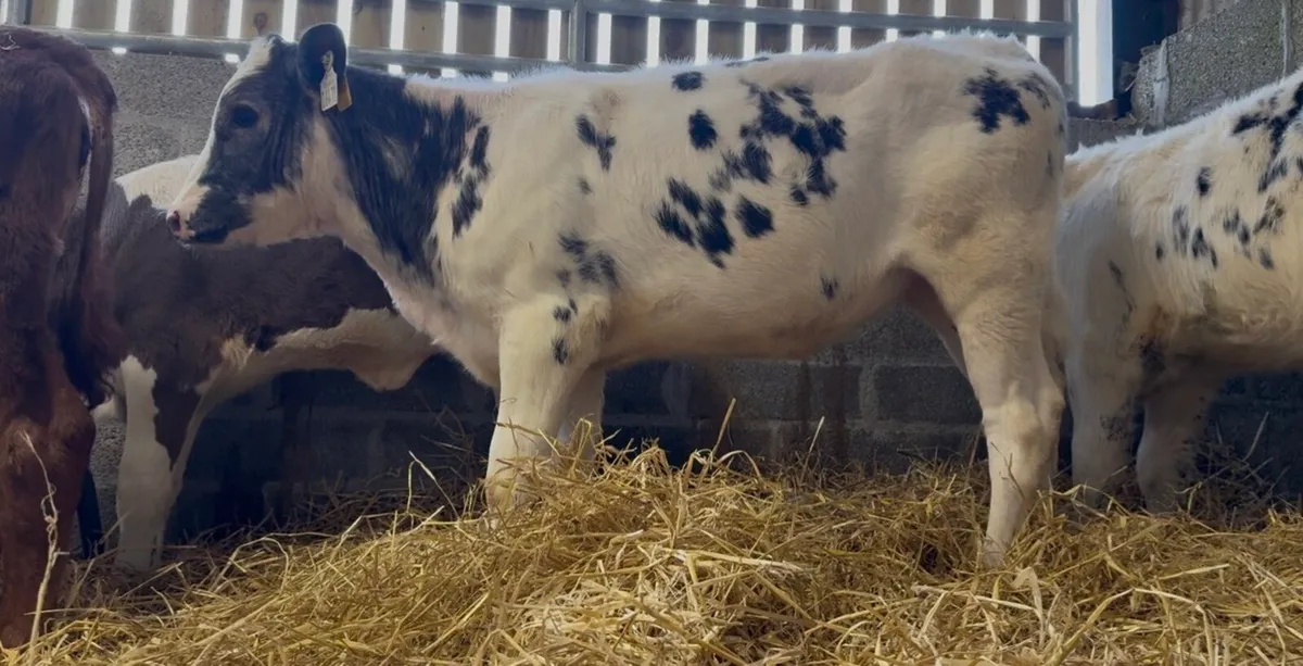 4 smashing reared heifer calves - Image 3