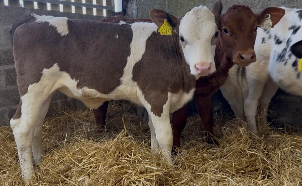 4 smashing reared heifer calves - Image 4