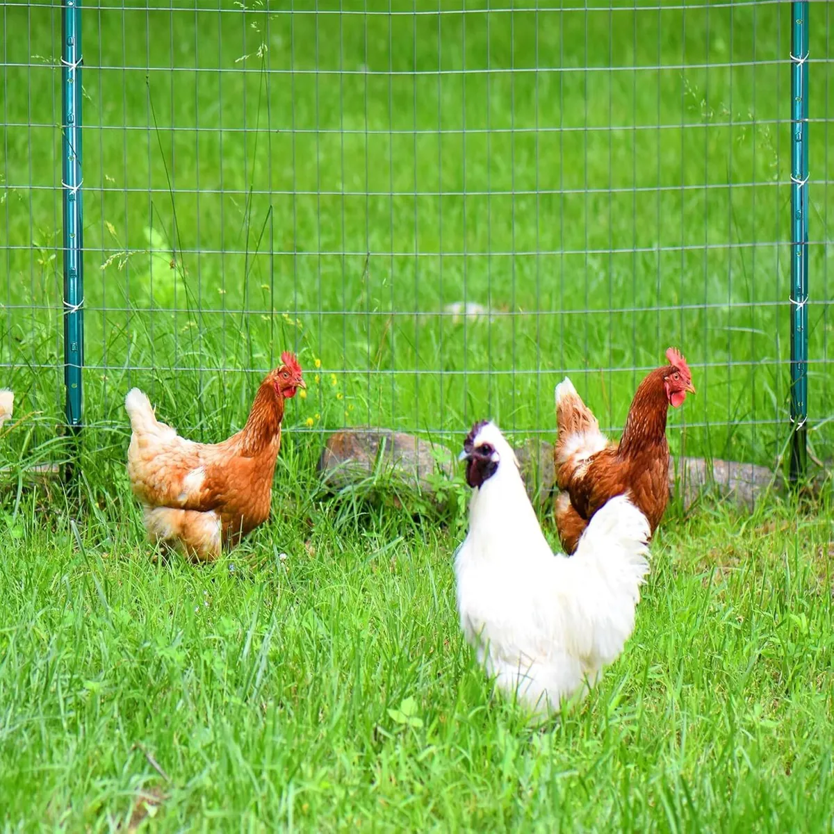 Fence Posts 7 ft / 213 cm Pack of 10 - for 5 Wire - Image 2