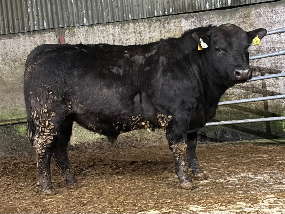 Aberdeen Angus bulls - Image 2