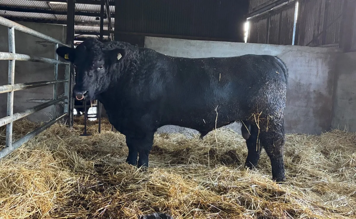 Aberdeen Angus bulls - Image 1