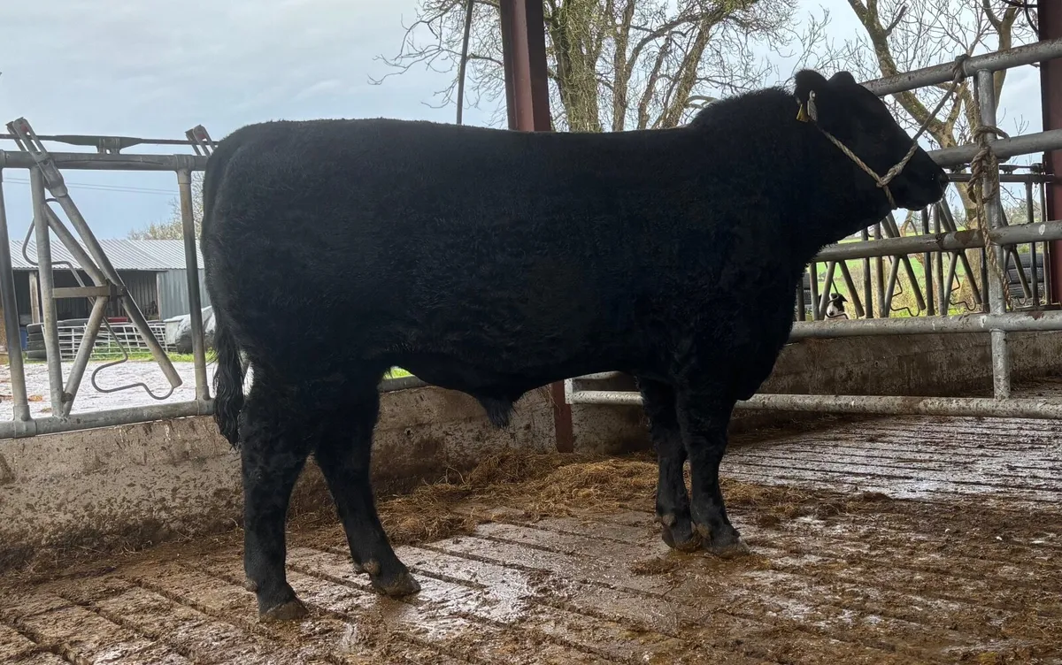 Aberdeen Angus bulls - Image 3