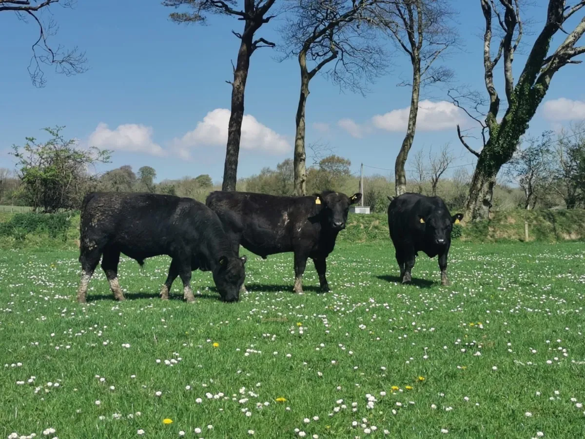Aberdeen angus bulls - Image 2