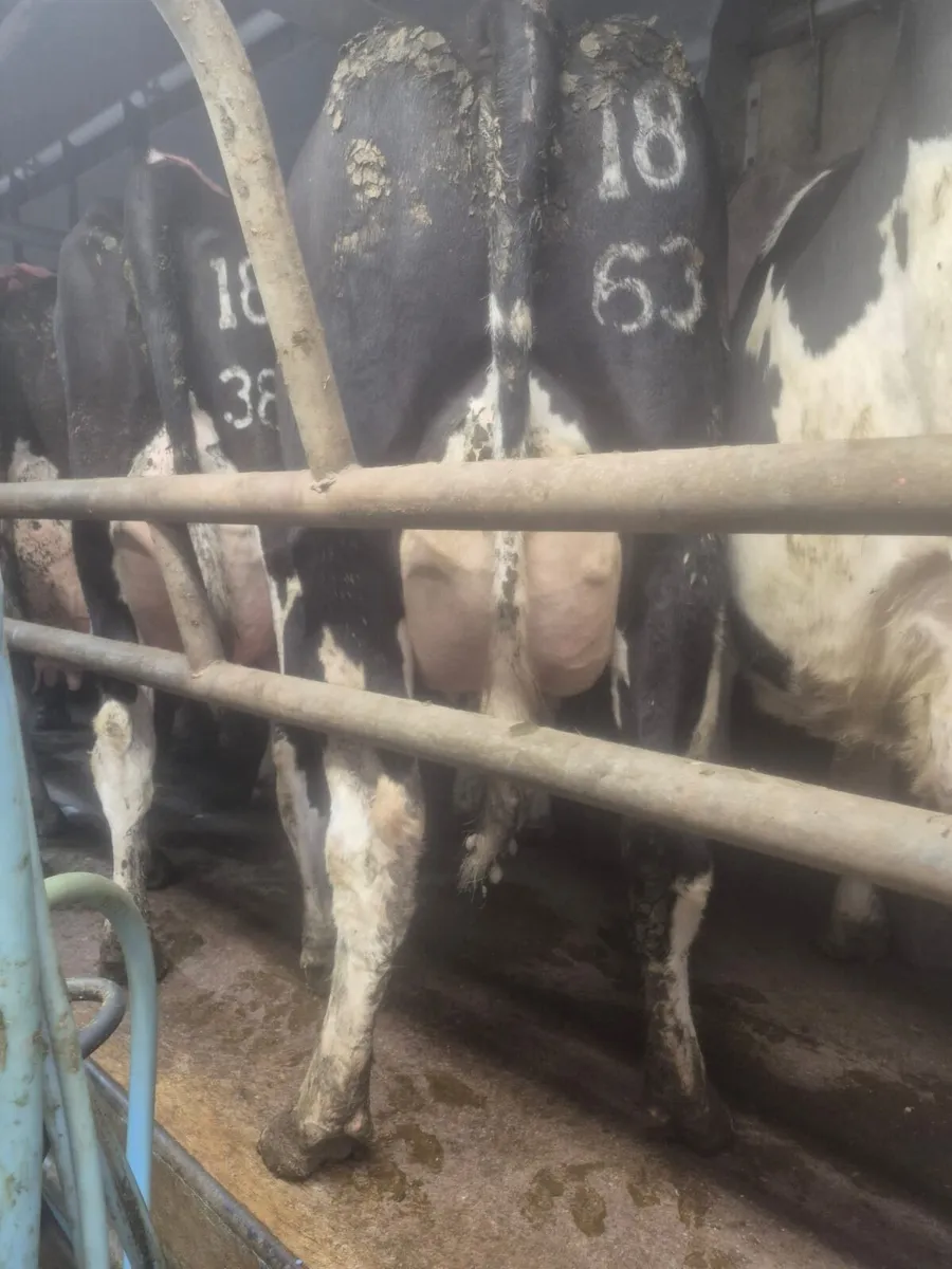 Macroom Mart  Dairy Sale April 28th - Image 3