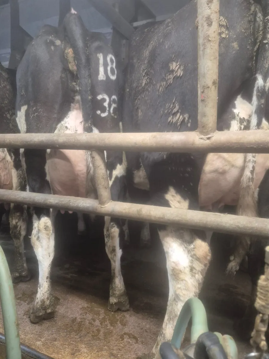 Macroom Mart  Dairy Sale April 28th - Image 4