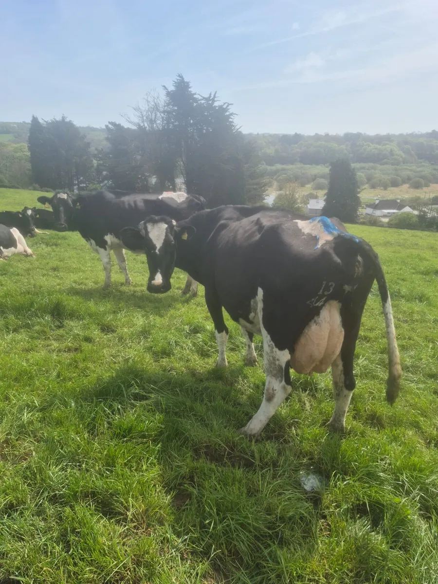 Macroom Mart  Dairy Sale April 28th - Image 2