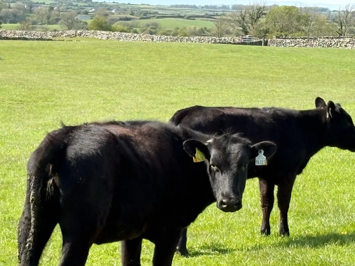 8 Angus Weanling heifers - Image 3