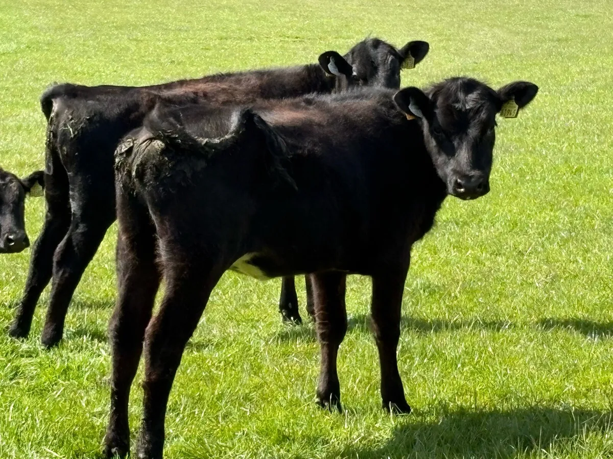 8 Angus Weanling heifers - Image 4