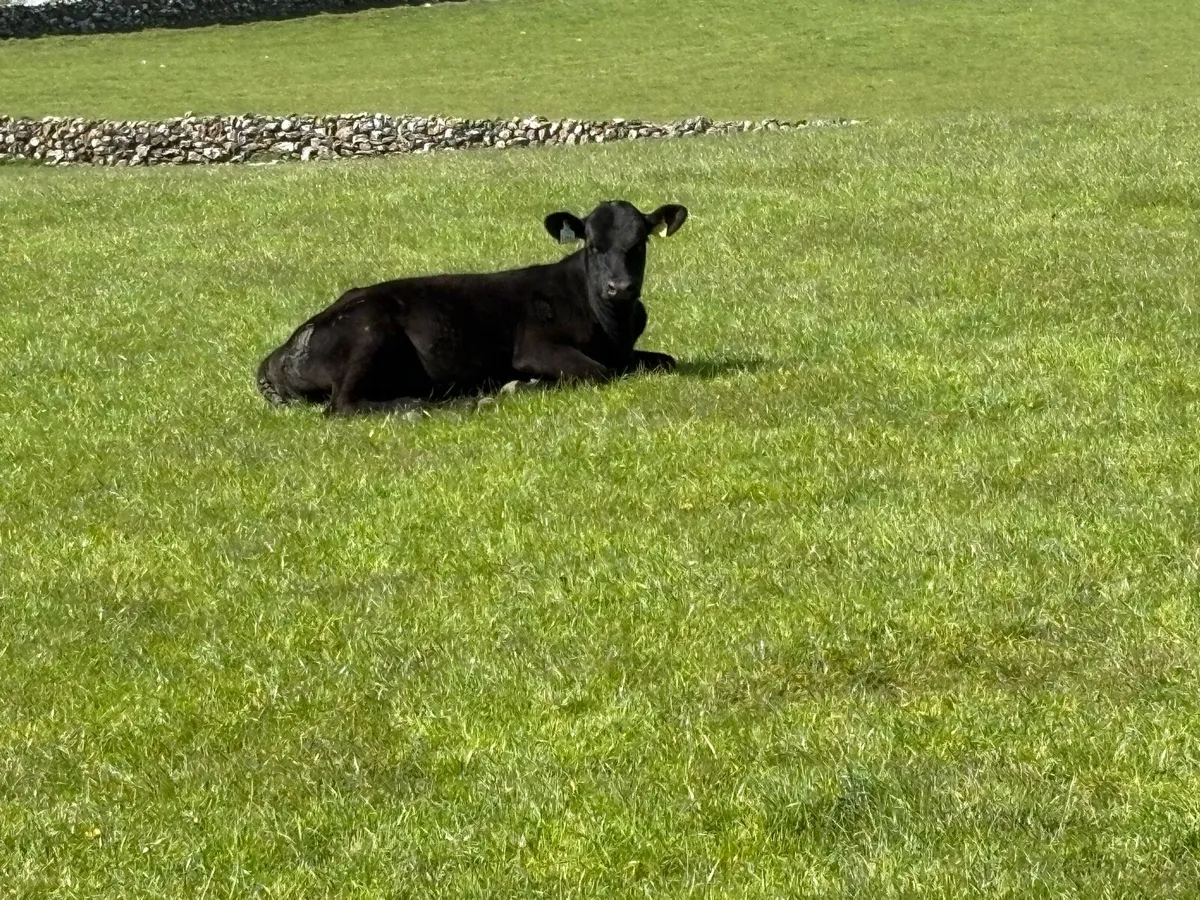 8 Angus Weanling heifers - Image 1