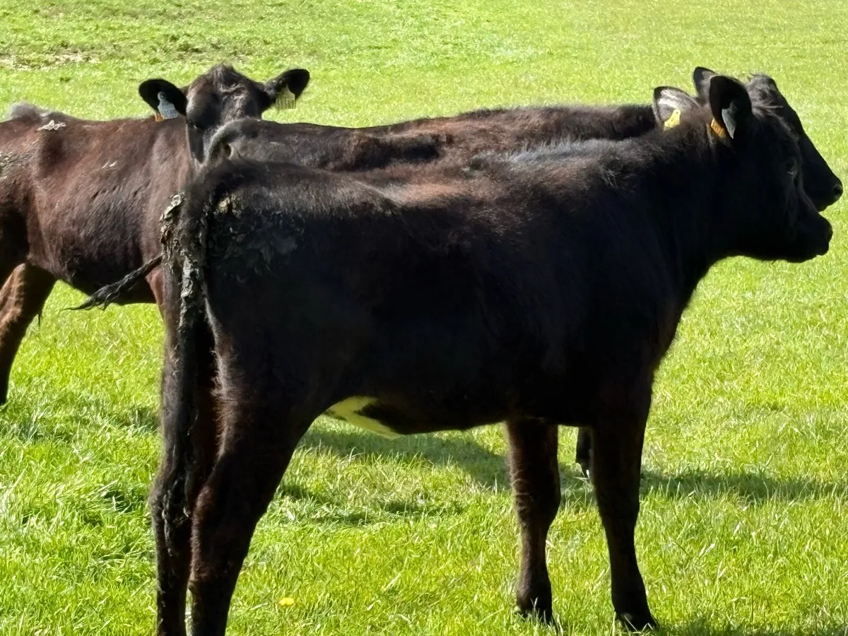 8 Angus Weanling heifers - Image 2