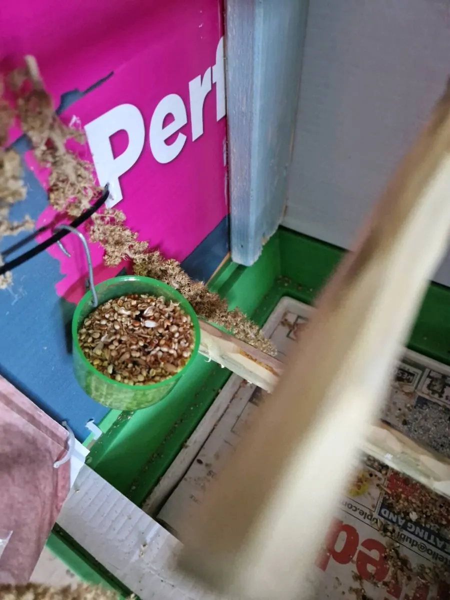 Bird cage and food . - Image 4