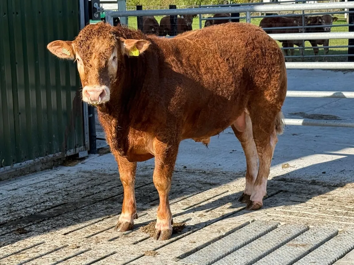 Quality purebred Limousin Bull - Image 2