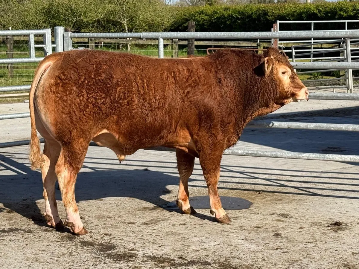 Quality purebred Limousin Bull - Image 3