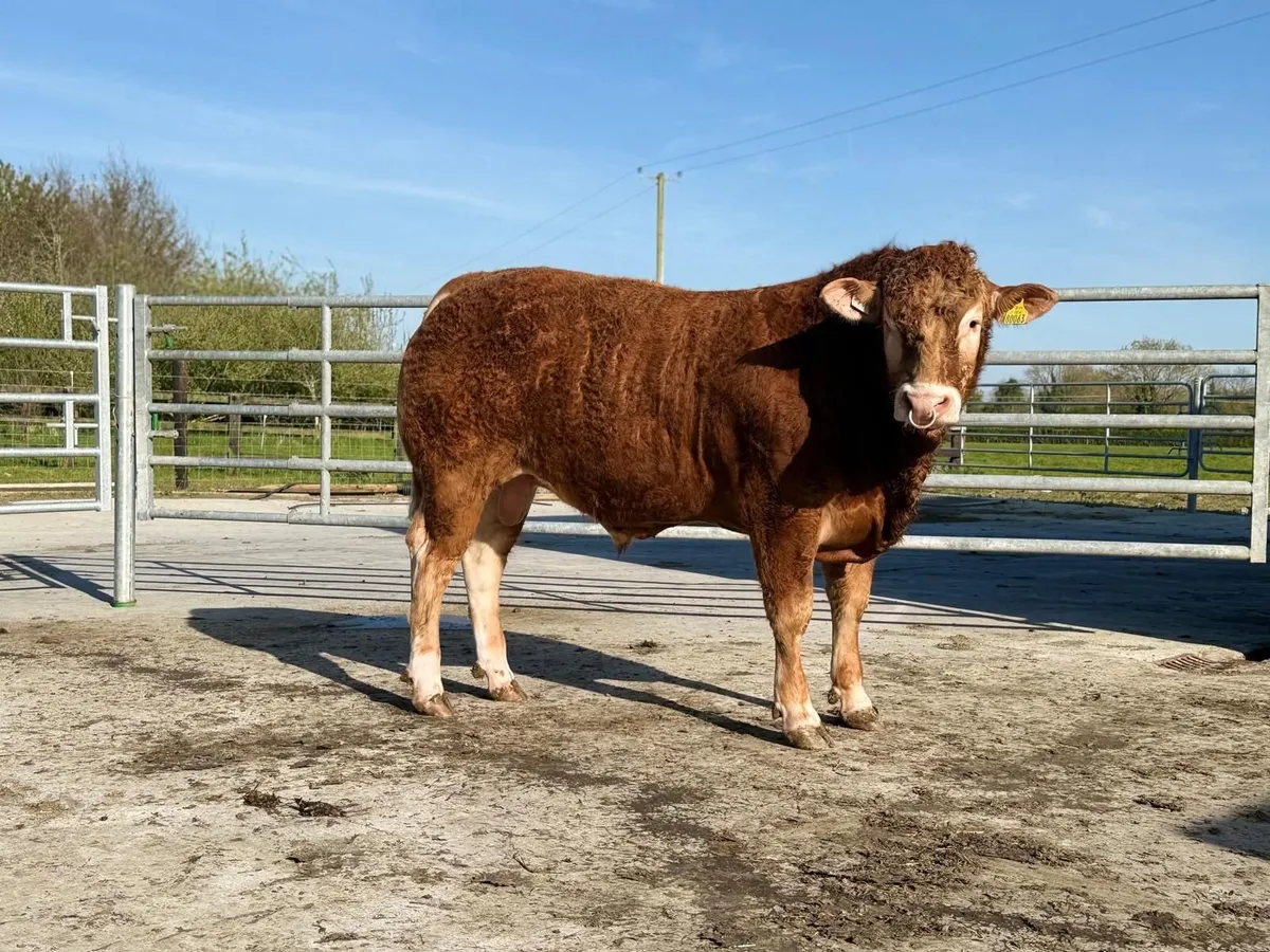 Quality purebred Limousin Bull - Image 1