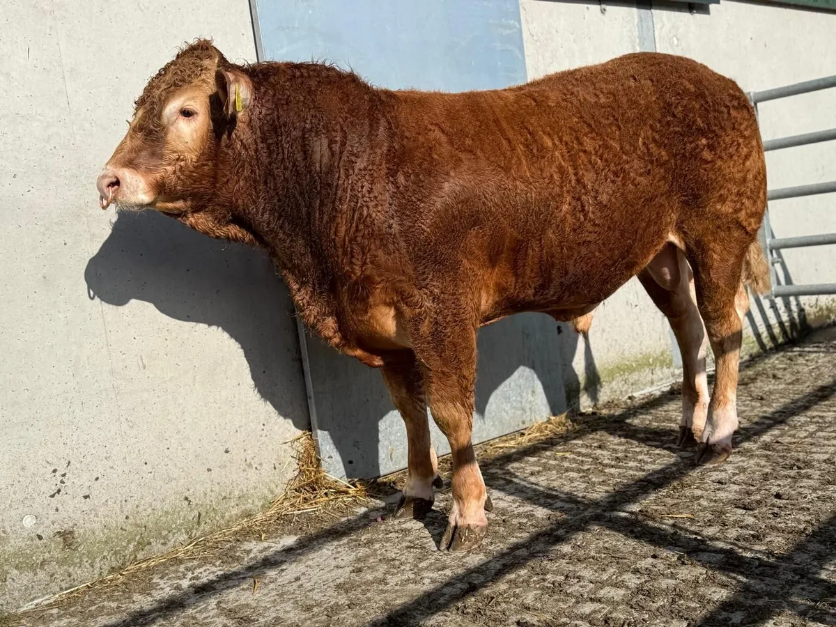 Quality purebred Limousin Bull - Image 4