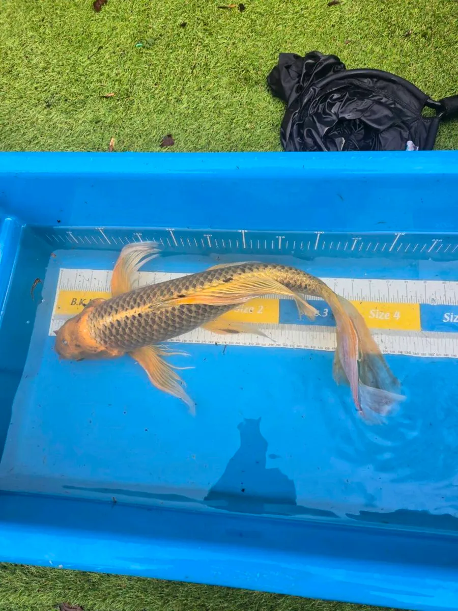 Koi carp and goldfish and equipment - Image 3