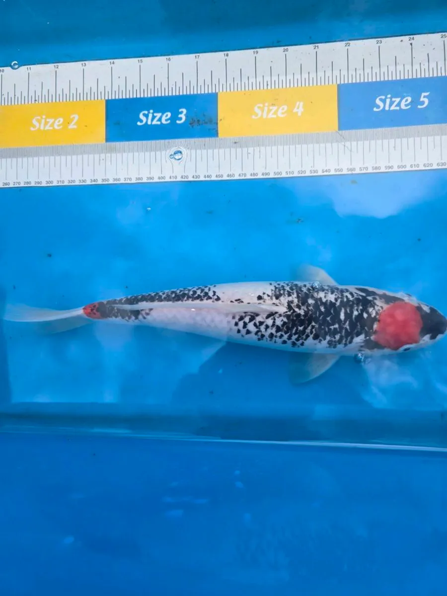 Koi carp and goldfish and equipment - Image 4