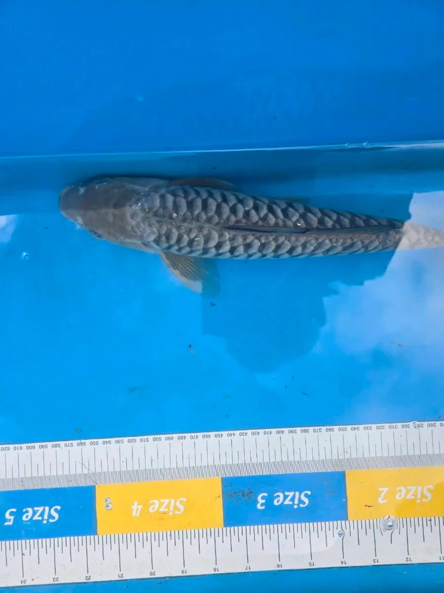 Koi carp and goldfish and equipment - Image 1