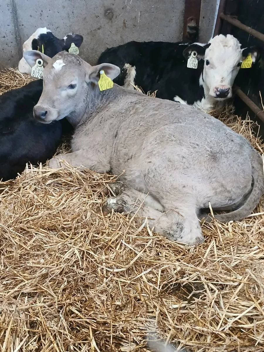 Top Quality CH & LIM Bull Calves. - Image 1