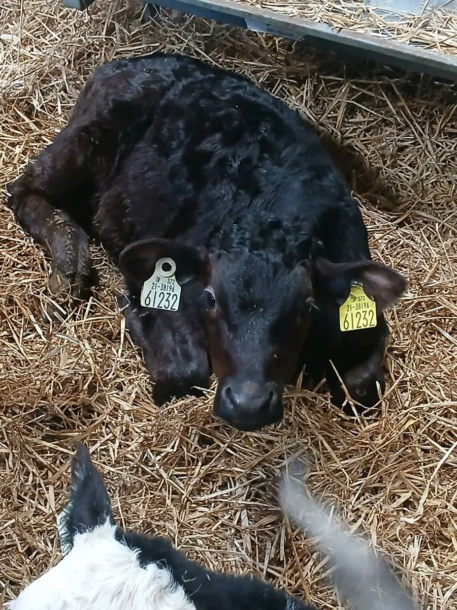 Top Quality CH & LIM Bull Calves. - Image 2