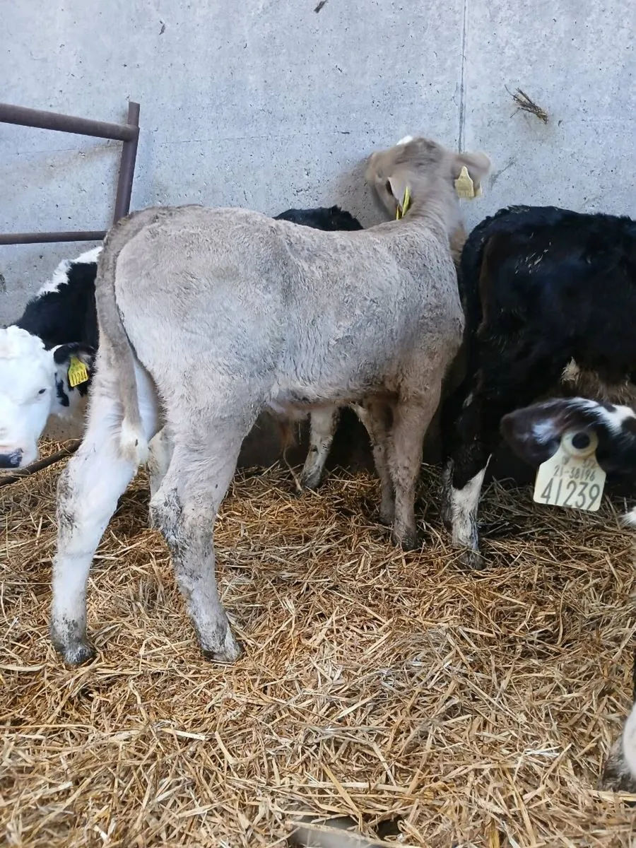 Top Quality CH & LIM Bull Calves. - Image 3