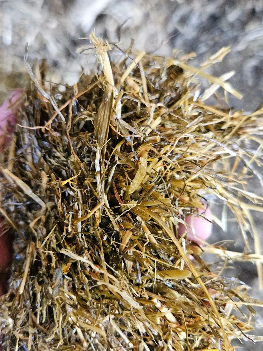 Silage - Image 4