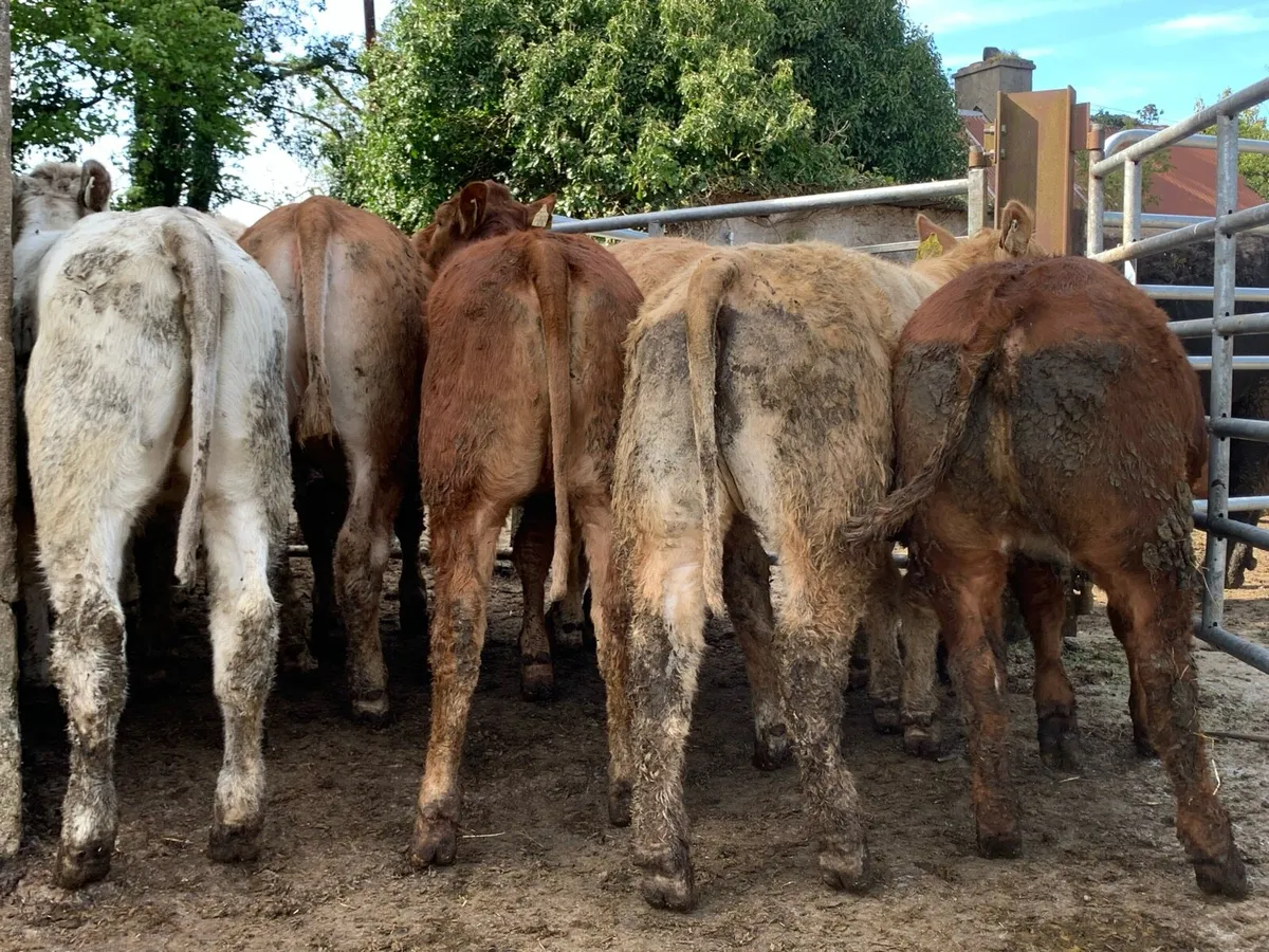 12 u grade heifer 310kg - Image 3