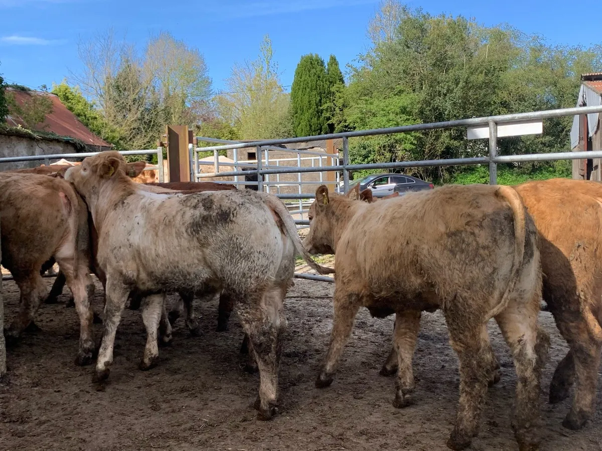 12 u grade heifer 310kg - Image 4