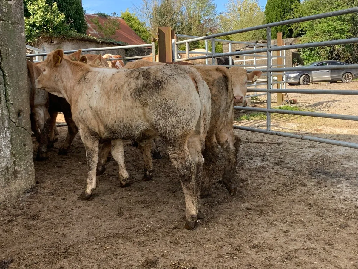 12 u grade heifer 310kg - Image 2