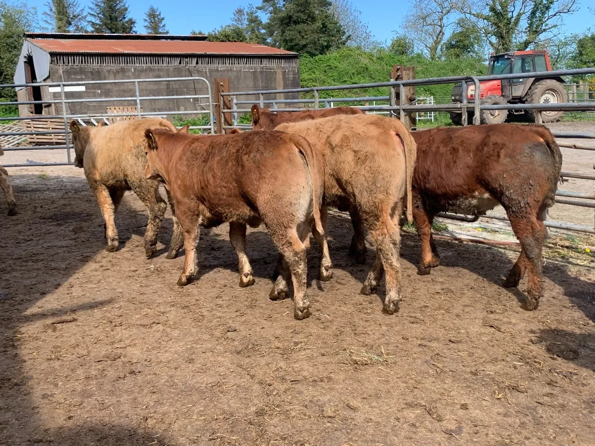 20 u grade heifer 310kg - Image 1