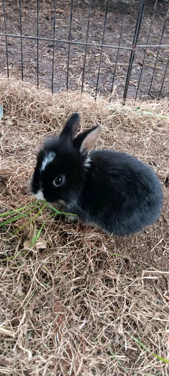 Baby rabbit - Image 1