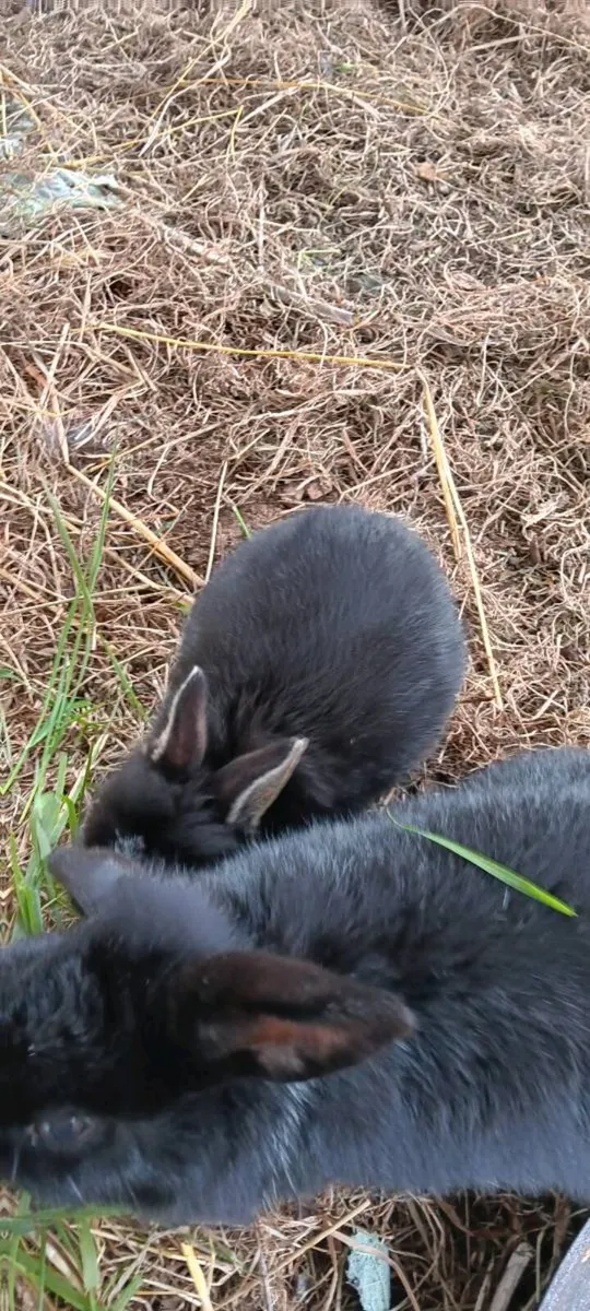 Baby rabbit - Image 2