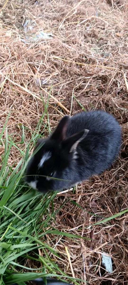 Baby rabbit - Image 3