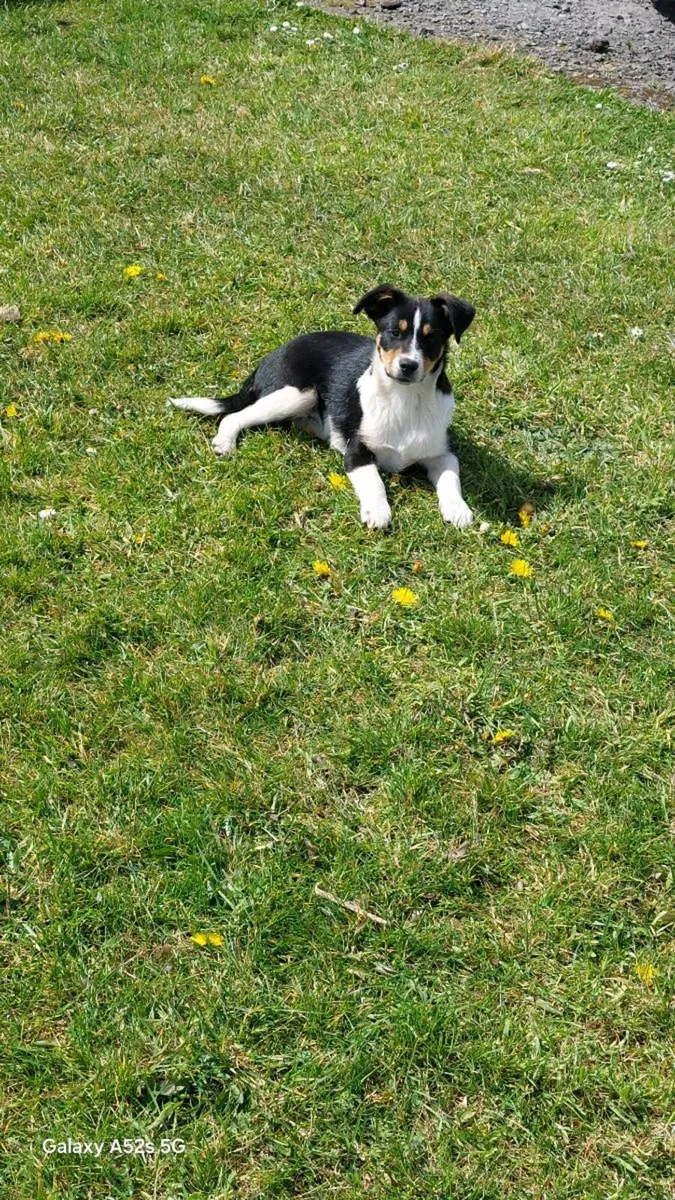 3 months old. - Image 2