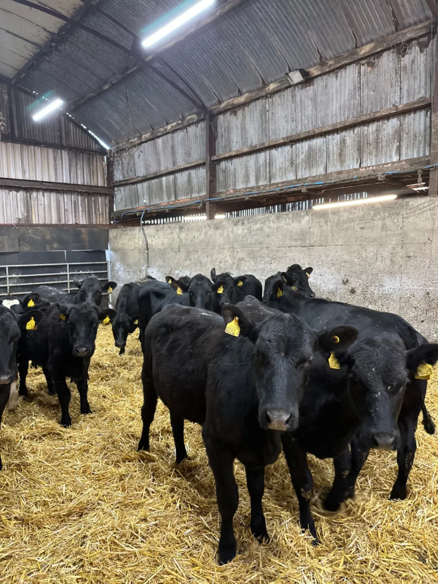 Angus heifers - Image 1