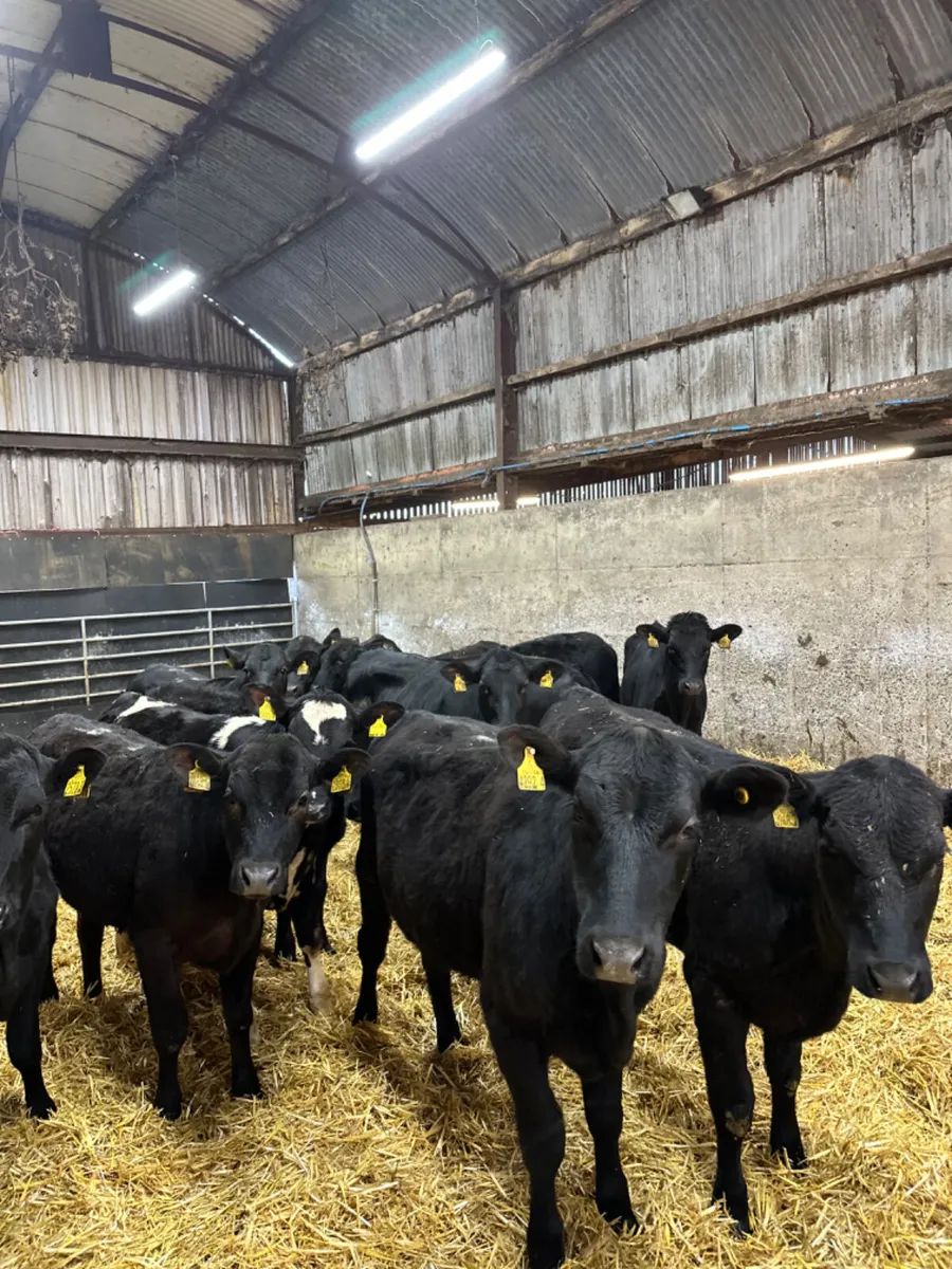Angus heifers - Image 2