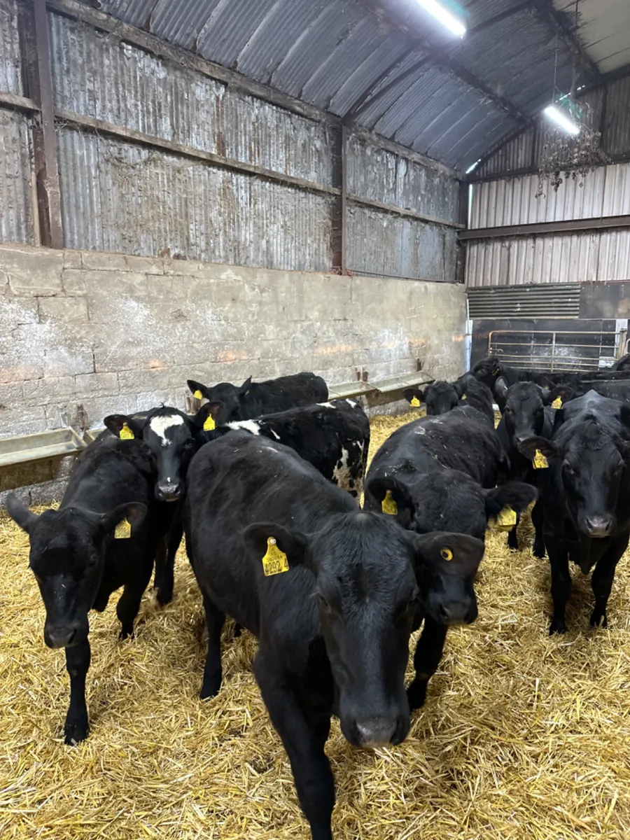 Angus heifers - Image 3