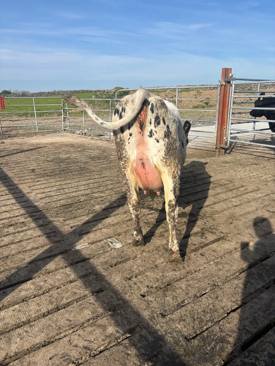 Milking cow - Image 2