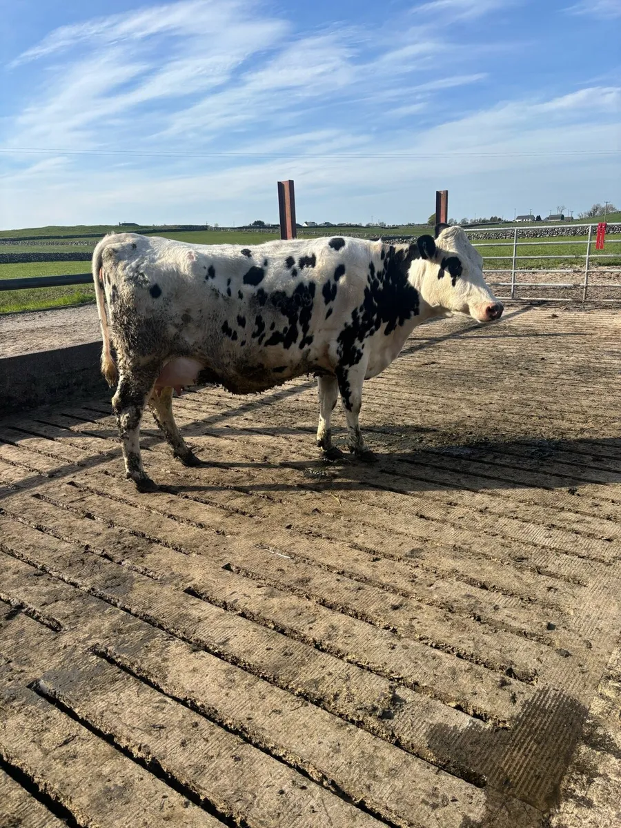 Milking cow - Image 1