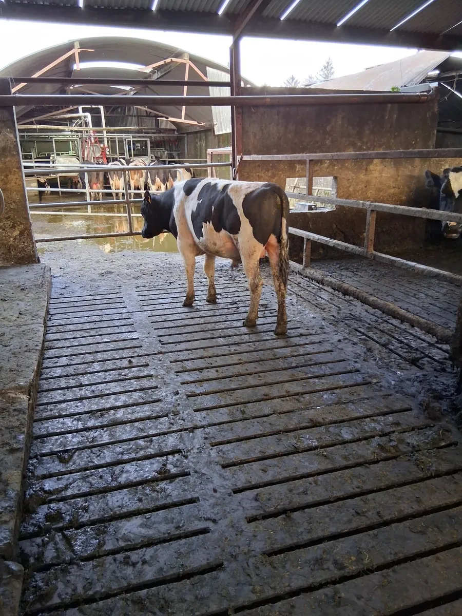 Vasectomised Bull - Image 1